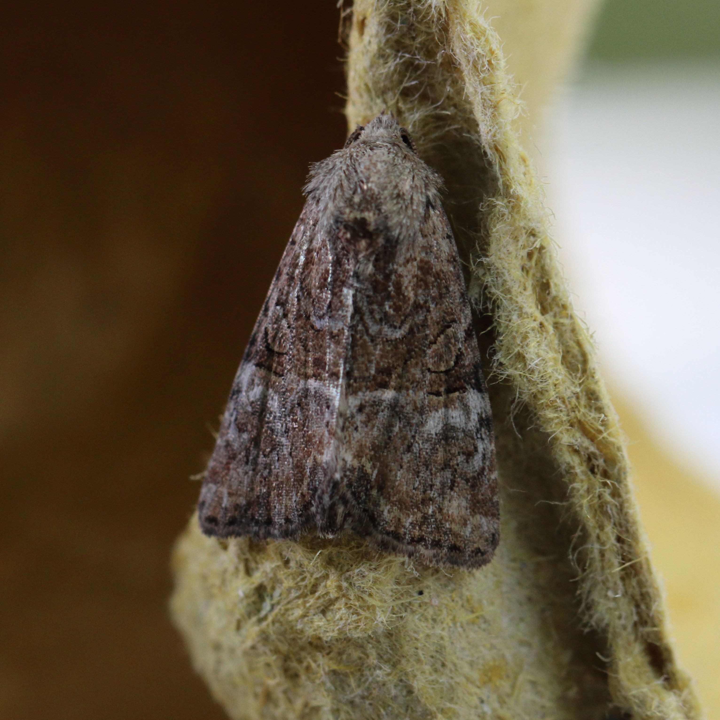 Photo of Cloaked Minor (Mesoligia furuncula)